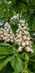 Aesculus hippocastanum