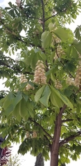 Aesculus hippocastanum
