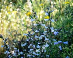 Campanula lyrata