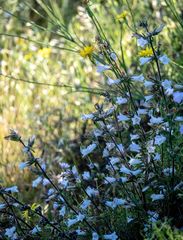 Campanula lyrata