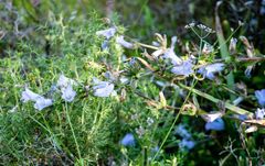 Campanula lyrata
