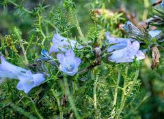 Campanula lyrata