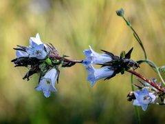 Campanula lyrata