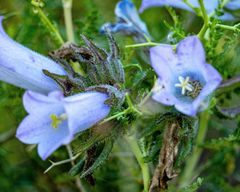 Campanula lyrata