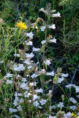Campanula lyrata