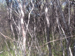 Poodytes punctatus vealeae