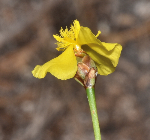 Image of Xyris stenotera by (c) James (Jim) Duggan, some rights reserved (CC BY-SA)