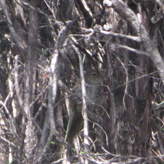 Poodytes punctatus vealeae