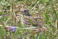 Anthus spragueii