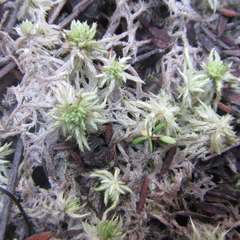 Sphagnum cristatum