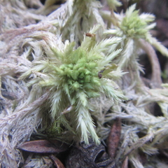 Sphagnum cristatum
