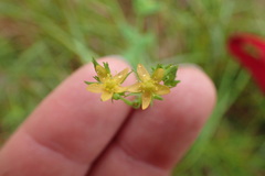 Hypericum gymnanthum