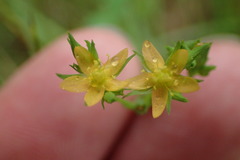 Hypericum gymnanthum