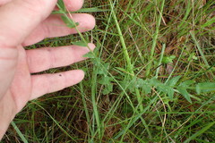 Hypericum gymnanthum