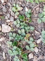 Potentilla indica