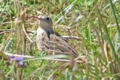 Anthus spragueii