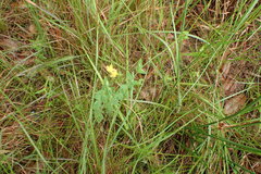 Hypericum gymnanthum