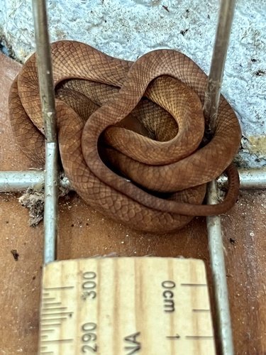 Brown Tree Snake sighting