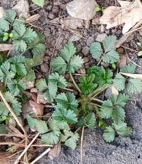 Potentilla indica