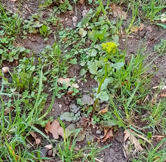 Barbarea vulgaris