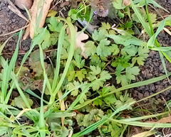 Ranunculus repens