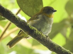 Chlorospingus flavigularis