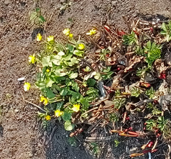 Ficaria verna