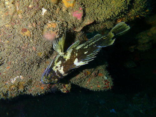 Black-and-yellow rockfish (Sebastes chrysomelas) — Sebastidae — 5