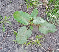 Rumex obtusifolius