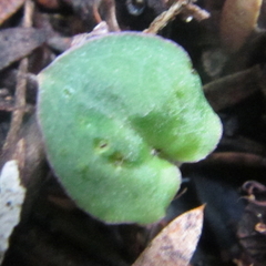 Corybas rotundifolius