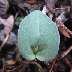 Corybas rotundifolius