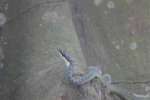 Photo of a Paradise Tree Snake (Chrysopelea paradisi)