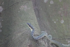 Chrysopelea paradisi