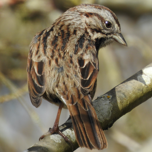 Song Sparrow photographed in California