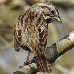 Song Sparrow