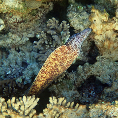 Lord Howe Island Moray photo 4