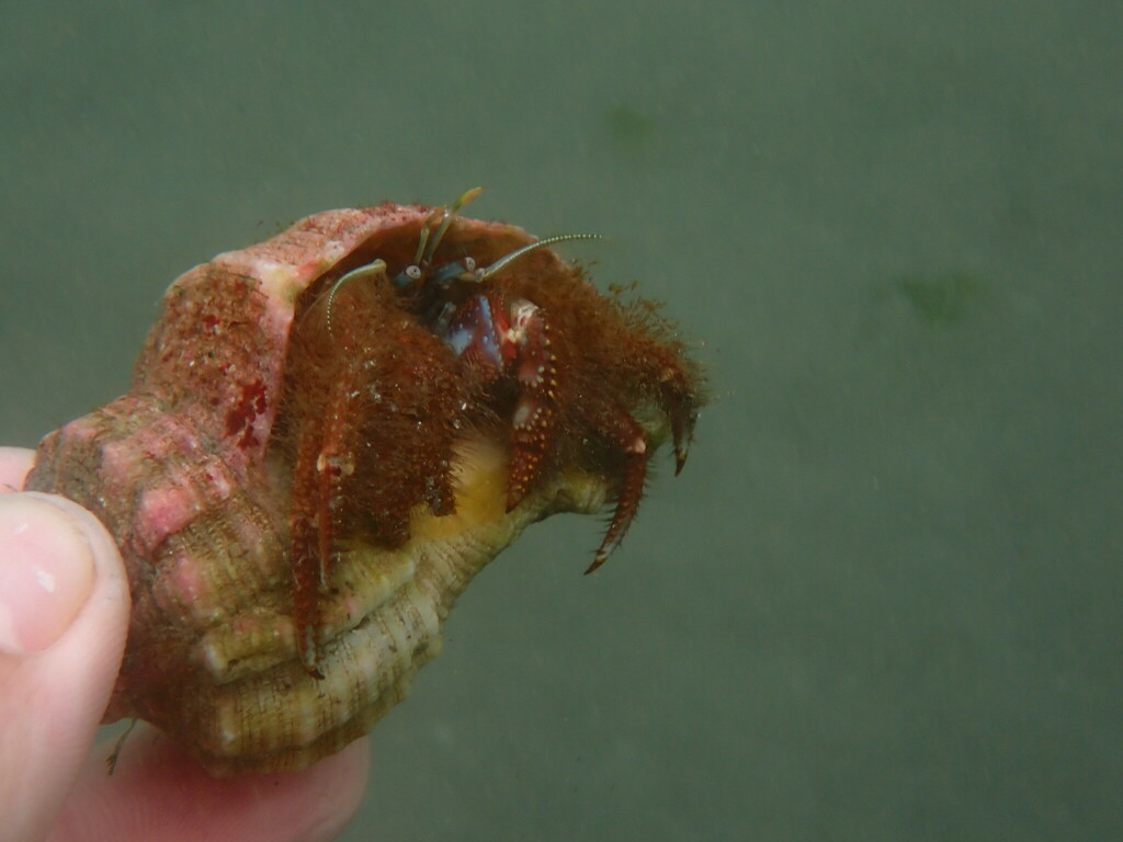 Tetralobistes