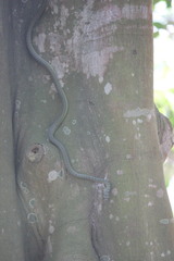 Chrysopelea paradisi