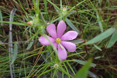 Sabatia gentianoides