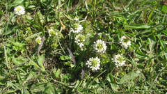 Triphysaria floribunda