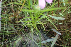 Sabatia gentianoides