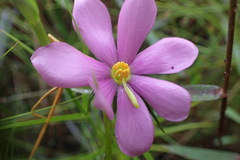 Sabatia gentianoides