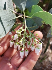 Arctostaphylos mewukka