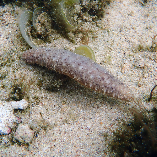 Holothuria lineata
