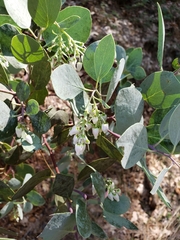 Arctostaphylos mewukka