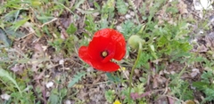 Papaver