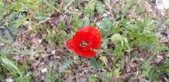 Papaver