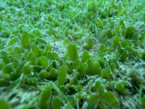Caulerpa brachypus observed 2024-03-02
