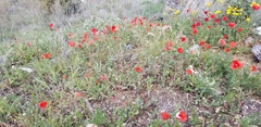 Papaver
