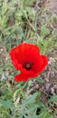 Papaver